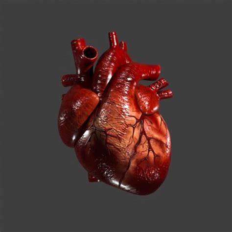 Heart Free 3D Model _ Free Photorealistic Earth 3D Model – YLEAV