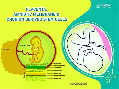 Placenta, Amniotic Membrane & Chorion Derived Stem Cells