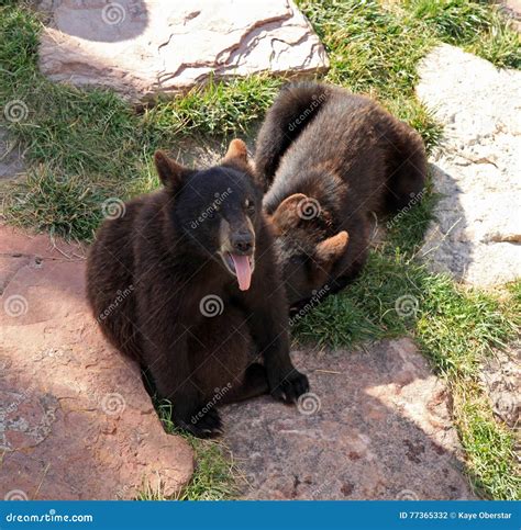 Black Bear Cubs at Bear Country Stock Photo - Image of rocks, grass ...