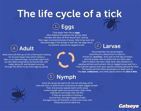 Tick Life Cycle