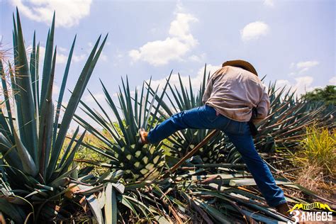 3 Amigos Tequila - The secret behind great tasting Tequila
