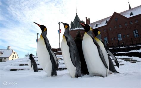 Sapporo Departure | Noboribetsu Penguin Walk, Hell Valley, Lake Toya ...
