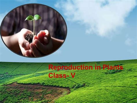 Image result for Vegetative Reproduction Class 5 Activity