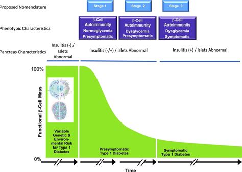 The pathogenic “symphony” in type 1 diabetes: A disorder of the immune system, β cells, and ...