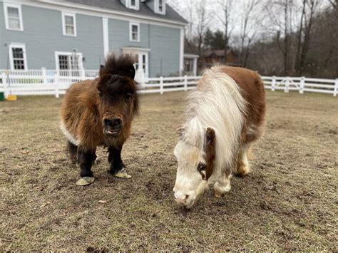 Our Minis — Lifting Spirits Miniature Therapy Horses