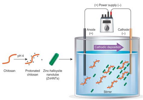 Electrophoretic Deposition of Gentamicin-Loaded ZnHNTs-Chitosan on Titanium