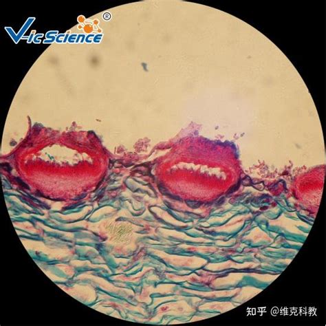 Chest Colorizer 的图像结果