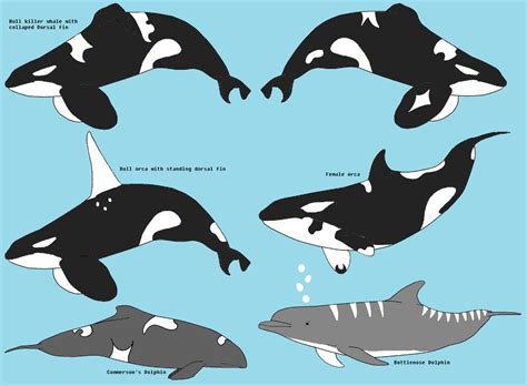 Image result for Dolphin Partner Optimization Algorithm