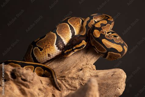 Image result for Snake Discovery Ball Python