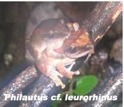 Frog species skips tadpole stage