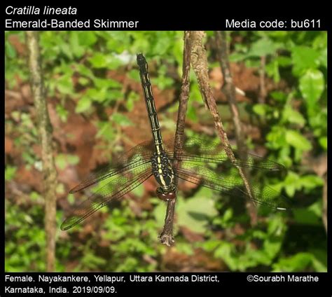 Cratilla lineata (Brauer, 1878) - Emerald-Banded Skimmer | Odonata