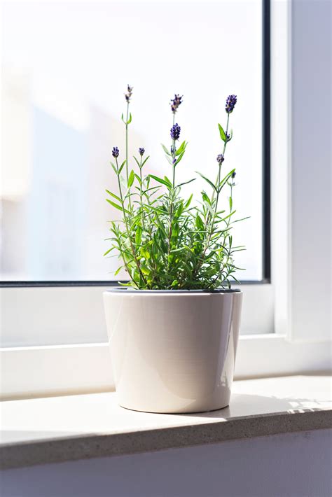 Lavender Plants Indoors