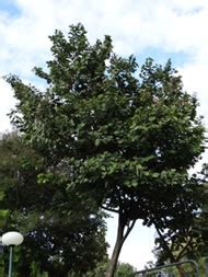 TREE SPECIES FOR PLANTING AT THE SIDES AND MEDIAN OF THE ROADS IN BENGALURU