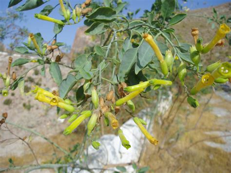 GANDUL: Nicotiana glauca | Plantas rioMoros