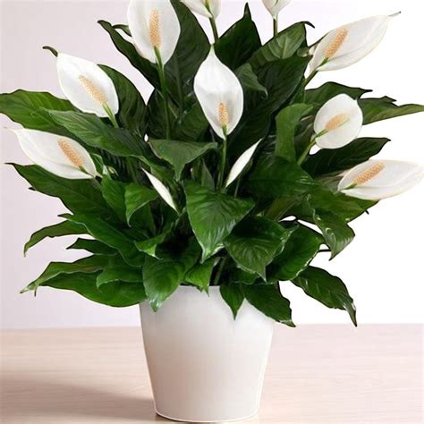 Peace Lily Plant – Nainital Succulents