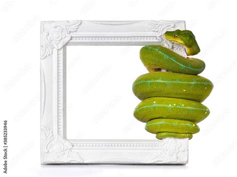 Image result for Green Python Hanging From Tree