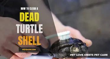 Image result for Cleaning Turtle Shell