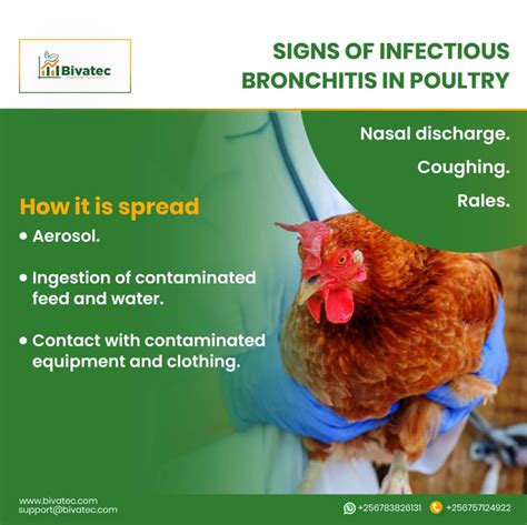 Infectious Bronchitis in Chickens: Causes, Signs & Control