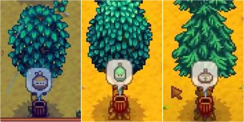 Stardew Valley: How to Get Oak Resin