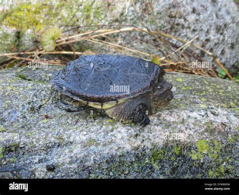 Image result for Snapper Turtle