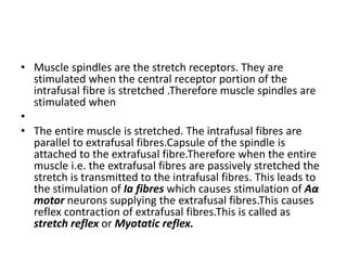 Muscle Spindle Stretch Reflex 的图像结果