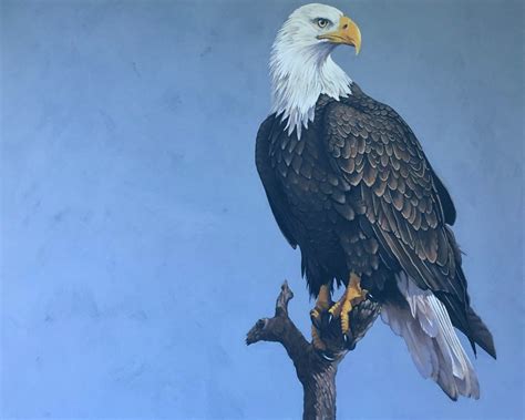 Bald Eagle - symbol of freedom photo - 16x20" photo