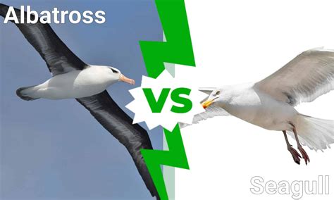Seagull Vs Albatross
