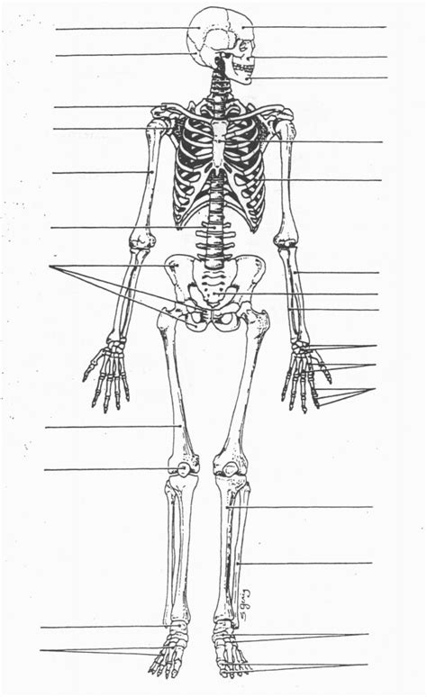 Image result for Basic Human Skeleton PDF