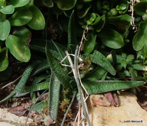 Gasteria sp. - גסטריה, Ox Tongue, גסטריה | The Jerusalem Botanical Gardens