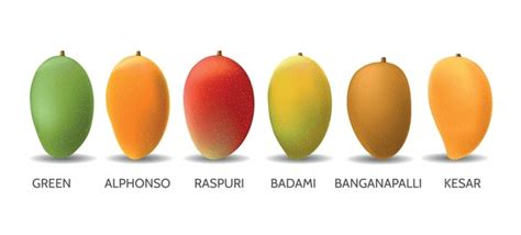 Image result for Mango Production Script Script
