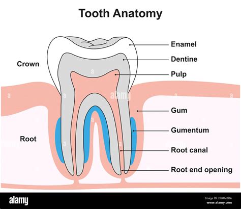 Image result for Tooth Structures