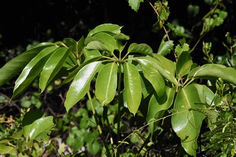 Schefflera Tree Invasive Florida 的图像结果
