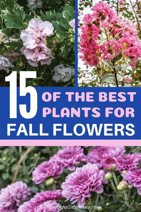 15 Beautiful Fall Flowering Perennials and Shrubs