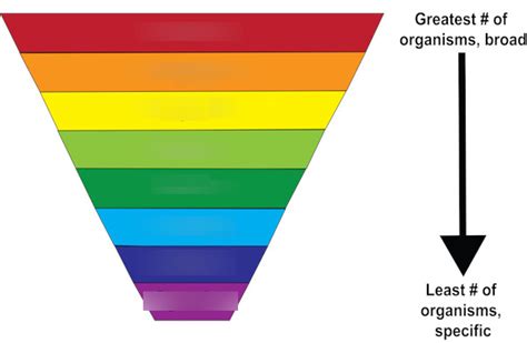 Classification System Flashcards 的图像结果