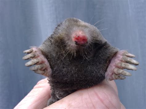 Mole Control in Essex | St georges Mole Control Essex