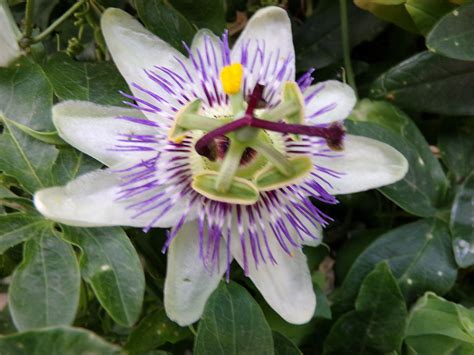Free Images : flowers, passion flower, passion flower family, flora ...