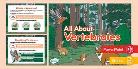 KS1 Classifying Vertebrates PowerPoint