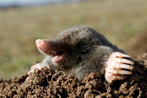 Image result for Mole Problem Solving