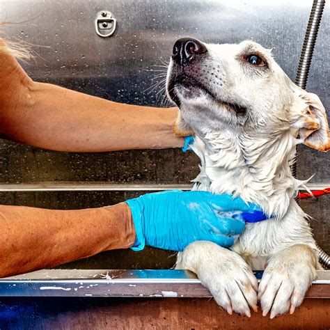 Is Petco Open on New Year’s Day? 2026 Holiday Hours - PetHelpful