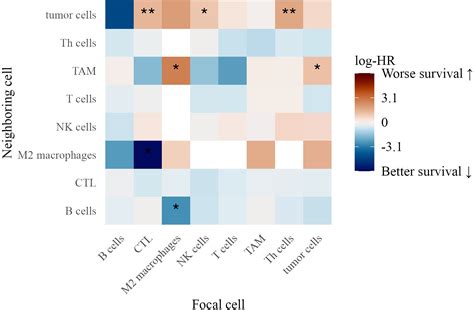 Frontiers | Characterizing spatial immune architecture in metastatic ...