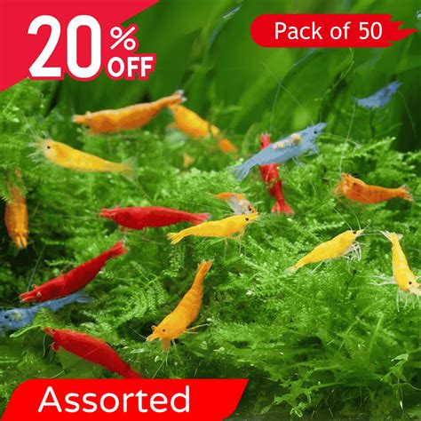 Neocaridina Primary Color Shrimps Assorted (Pack Of 50) – cloningaquapets