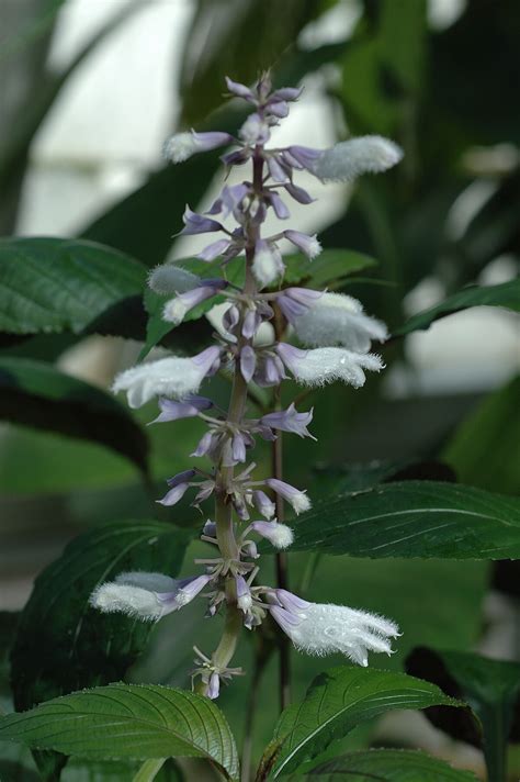 Salvia Divinorum Drug