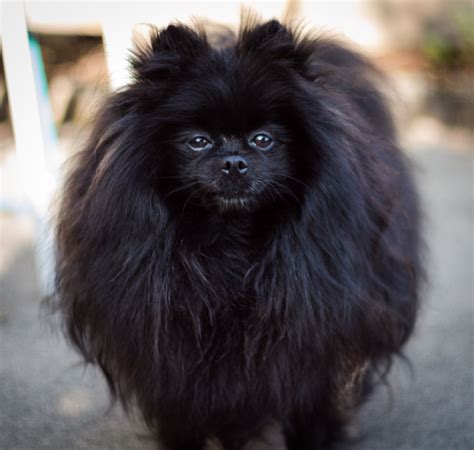 Black Pomeranian | Black pomeranian, Pomeranian dog, Pomeranian puppy