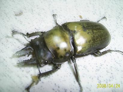 Image result for CodeHS Caterpillar Python