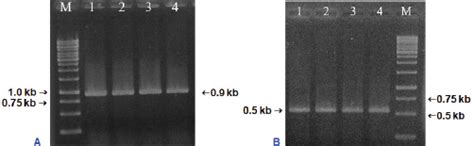DNA barcode of matK combined with ITS effectively distinguishes the ...
