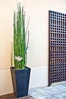 prele du japon en pot growing horsetail plants d 233 co jardin jardins et equisetum prele du japon en pot growing horsetail plants d 233 co jardin jardins et equisetum