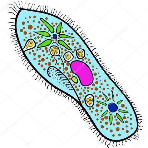 Paramecium of the phylum Ciliophora. Vector 2 Stock Vector Image by ©zozu #72851705