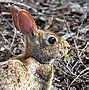 Image result for California Cottontail Rabbit