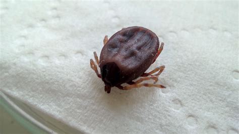 Implement a Frcnn Algorithm for Object Detection 的图像结果