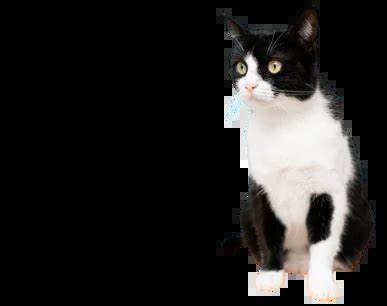 Goodman Chemist: Pet Food, Products, Supplies - Free Shipping - Animeal.in